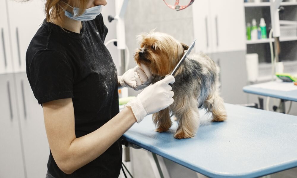 dog groomers near me