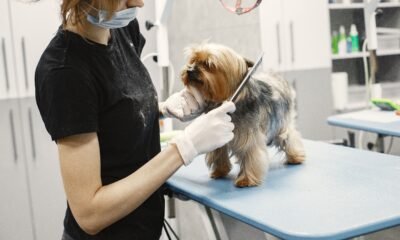 dog groomers near me