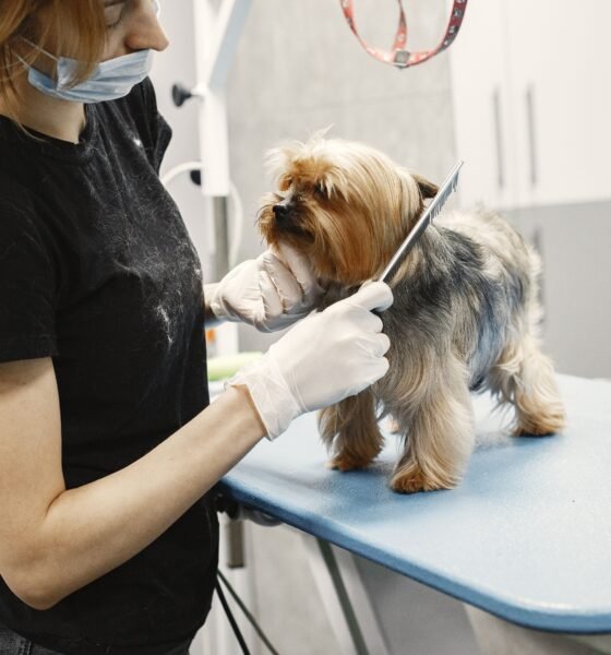 dog groomers near me