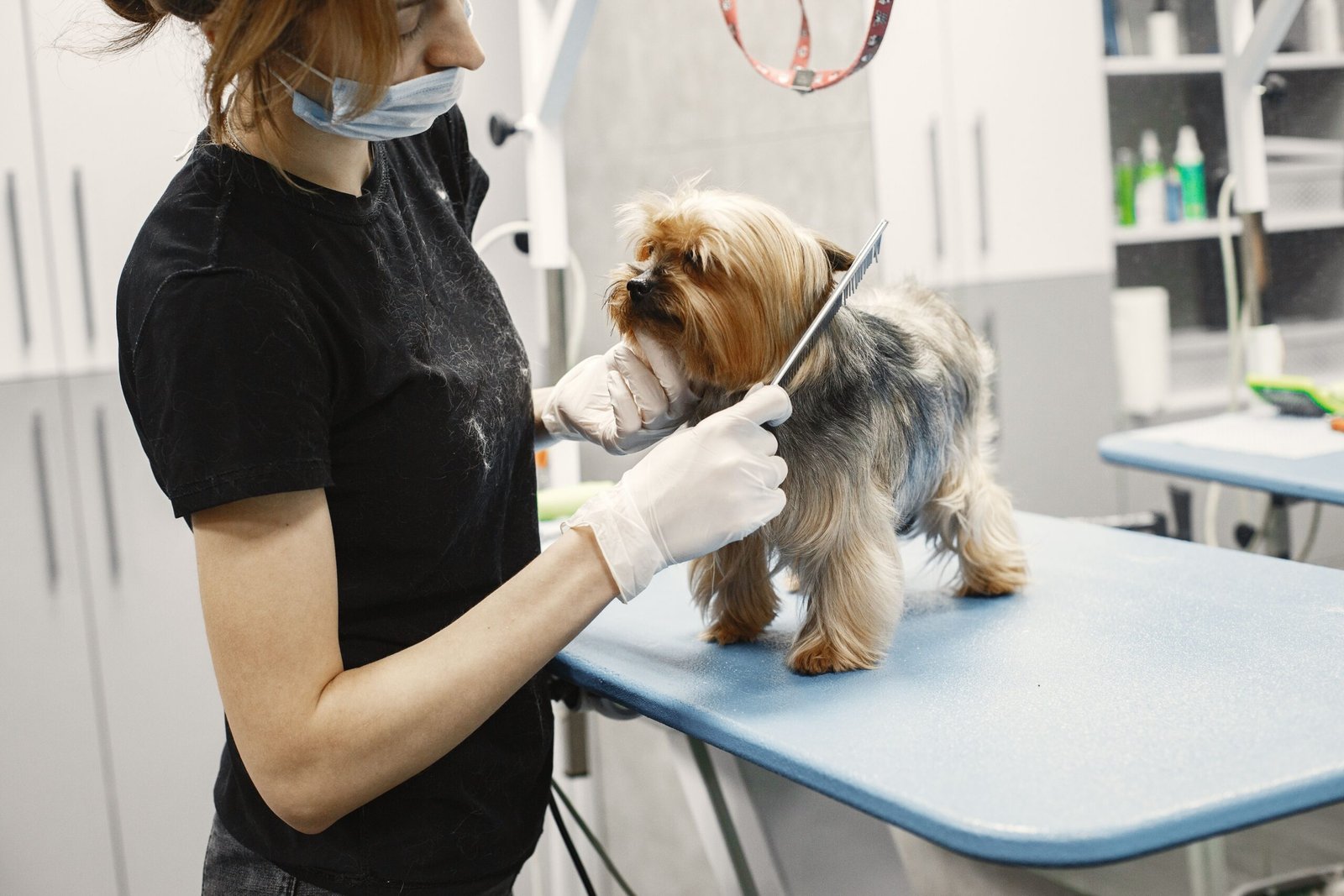 dog groomers near me